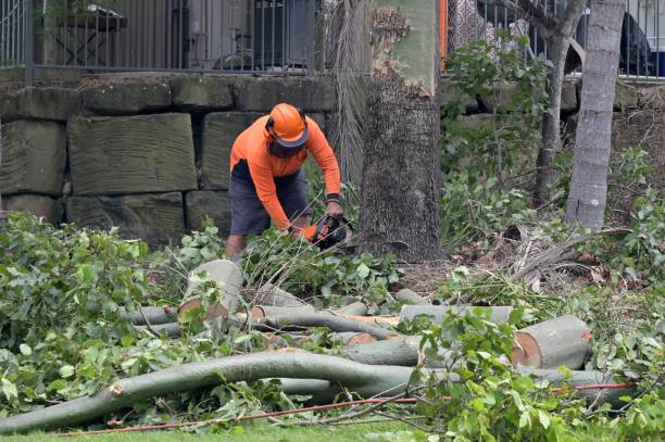 How Our Tree Care Process Works  in  Floral Park, NY